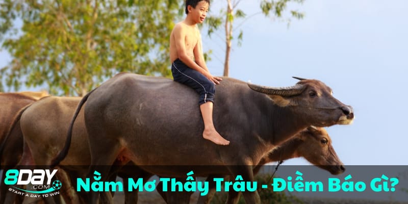 nam-mo-thay-trau-du-doan-may-man-va-thanh-cong-trong-cong-viec