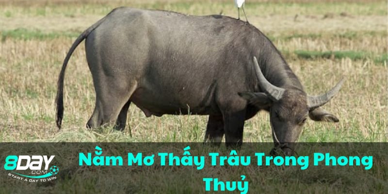 phong-thuy-va-y-nghia-cua-trau-trong-giac-mo